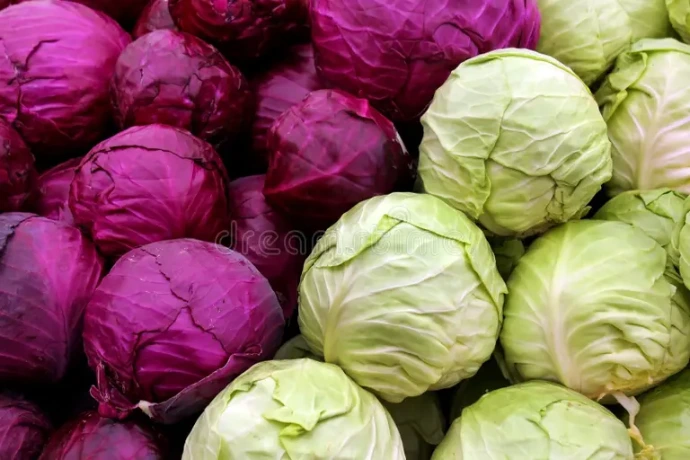 Cabbage