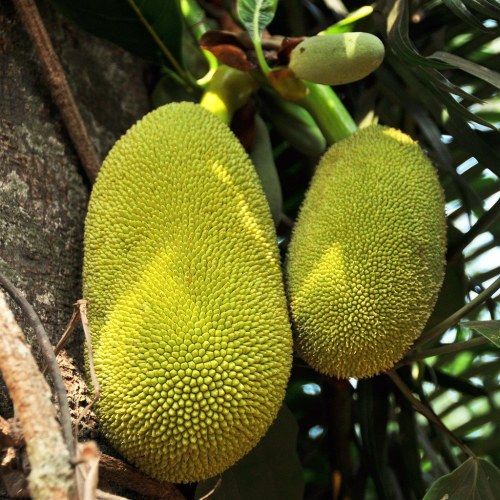 Indian Jackfruit Export