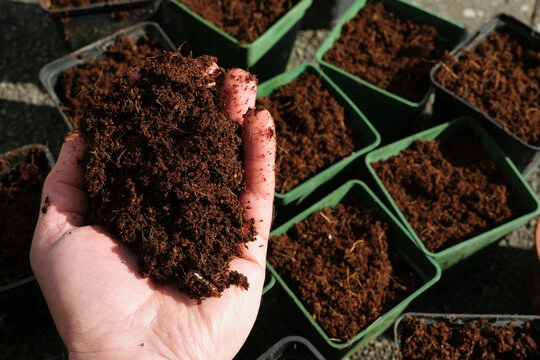 Cocopeat Soil